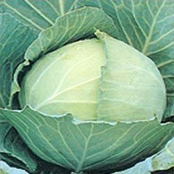 Fresh Cabbage